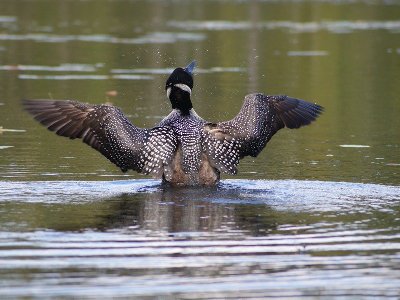 Loon On Baker Pond