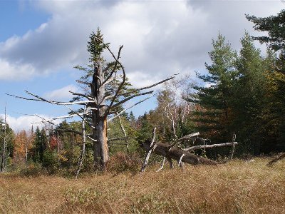 Old Pine Deadfall